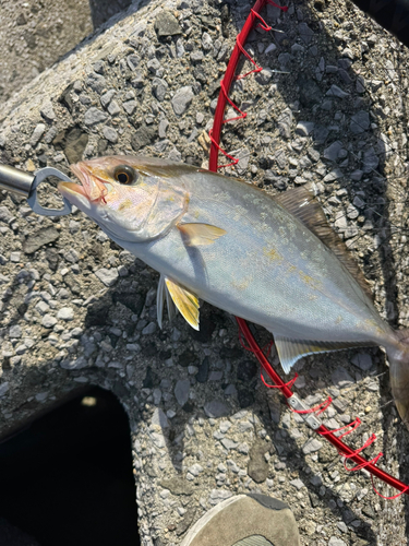 ネリゴの釣果