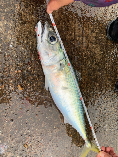 サバの釣果