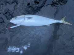 ワラサの釣果