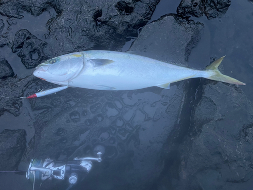 ワラサの釣果