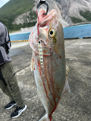 カンパチの釣果