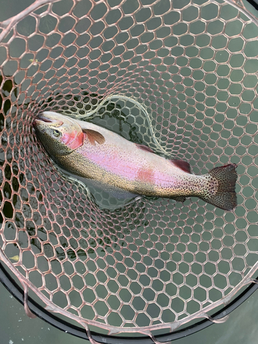 ヤシオマスの釣果