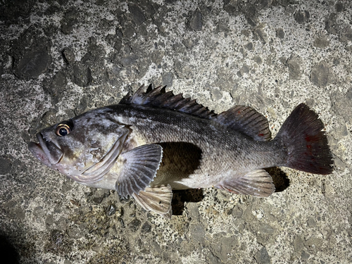 クロソイの釣果