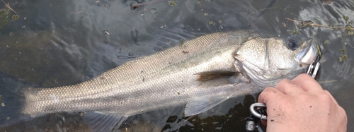 スズキの釣果