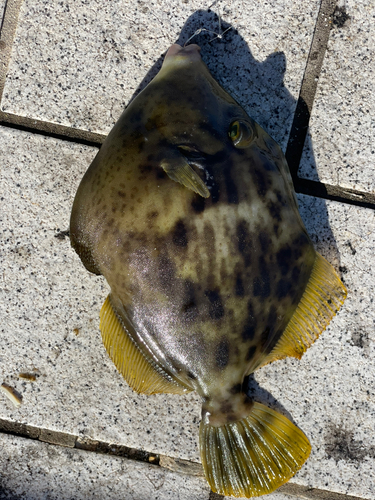 カワハギの釣果