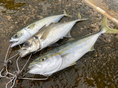 イナダの釣果