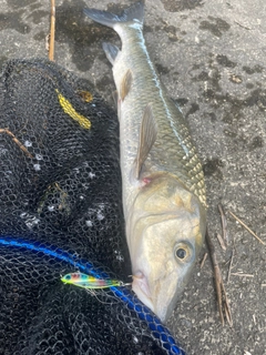 コイの釣果