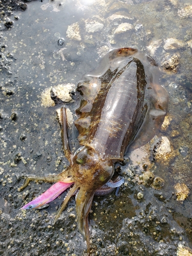 アオリイカの釣果