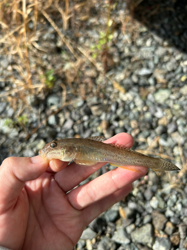 マハゼの釣果