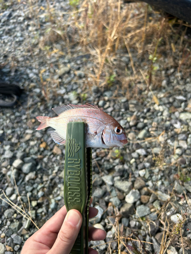 チャリコの釣果