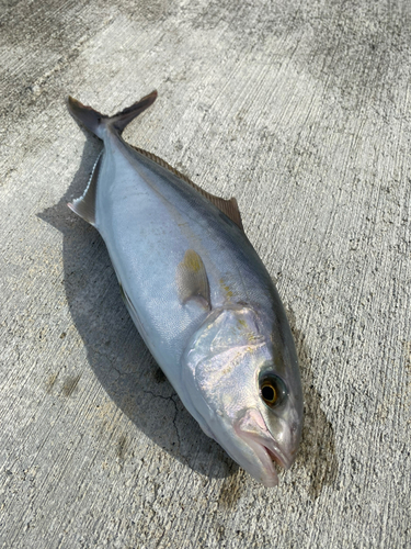 ショゴの釣果