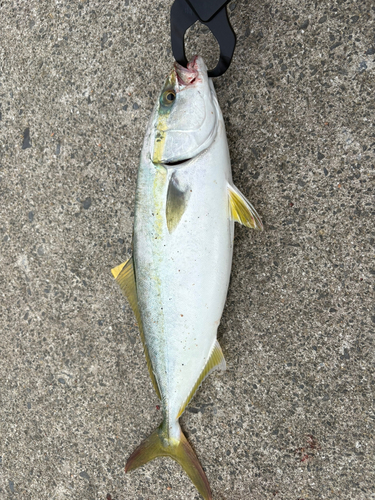 イナダの釣果