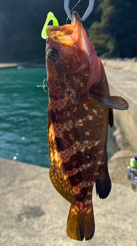 キジハタの釣果