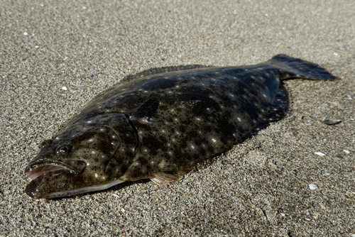 ヒラメの釣果