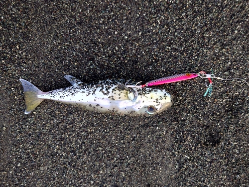 シロサバフグの釣果