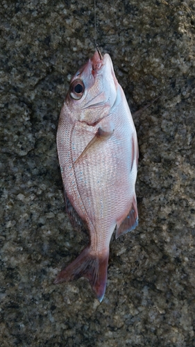 チャリコの釣果