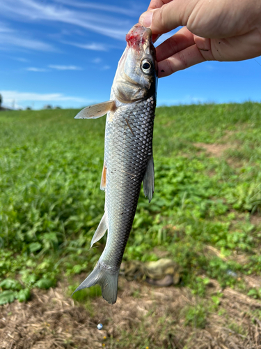 ニゴイの釣果