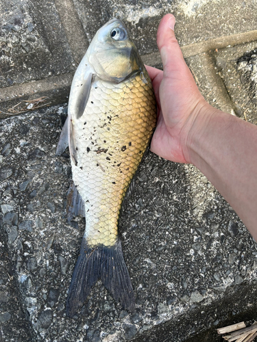 ヘラブナの釣果