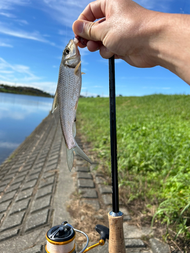 ニゴイの釣果