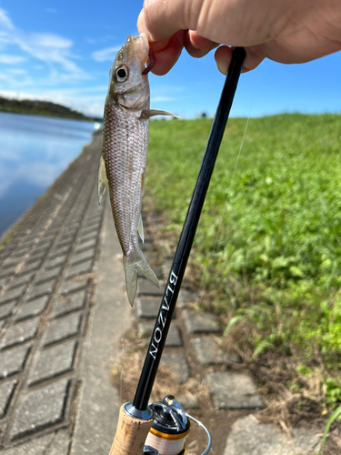 ニゴイの釣果