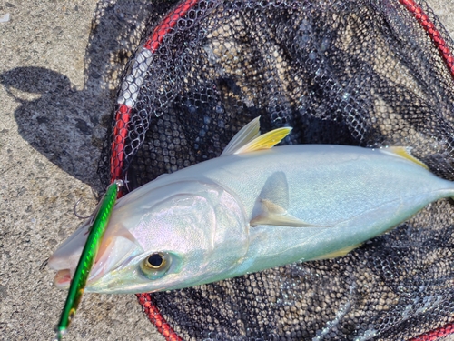 ハマチの釣果