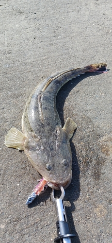 マゴチの釣果