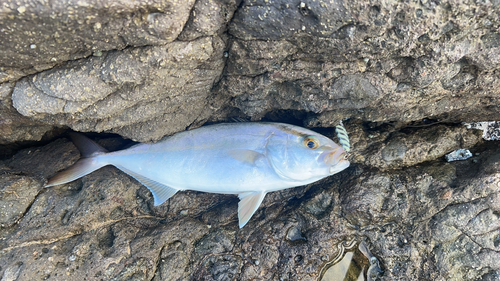 カンパチの釣果