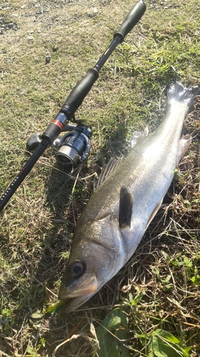 釣果