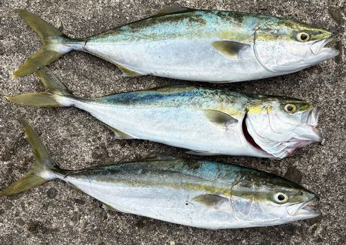 ハマチの釣果