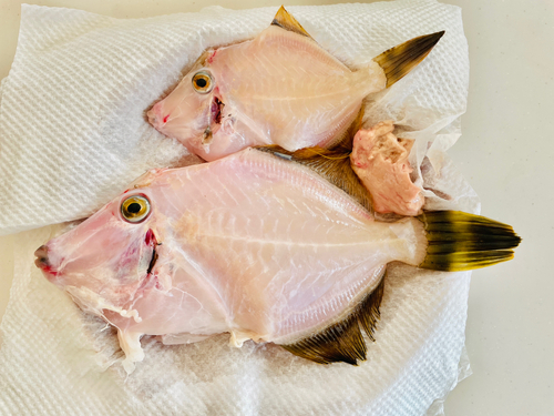 カワハギの釣果