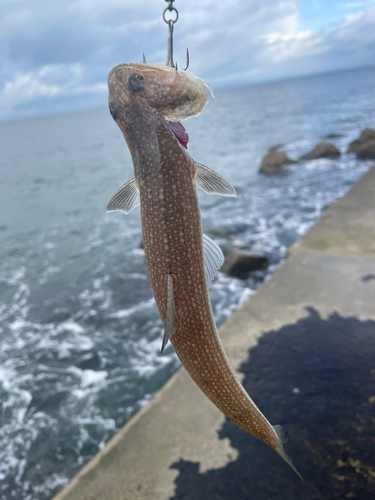 エソの釣果