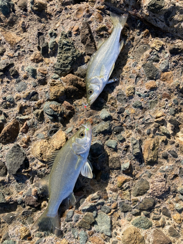 セイゴ（マルスズキ）の釣果