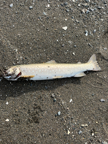 アメマスの釣果