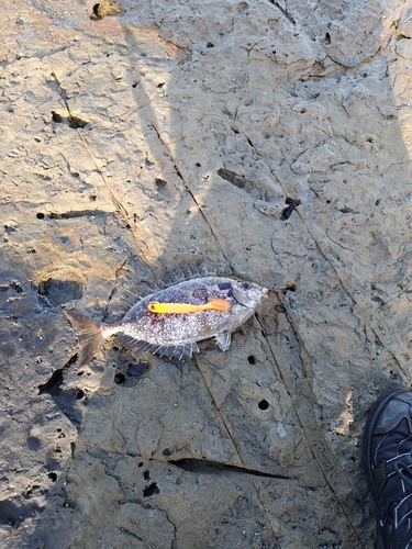 アイゴの釣果