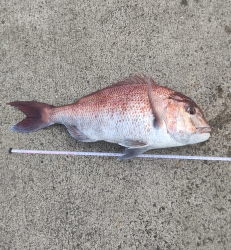 マダイの釣果