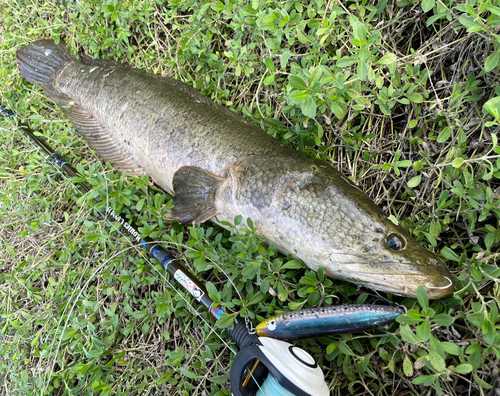 ライギョの釣果