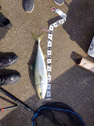 ブリの釣果