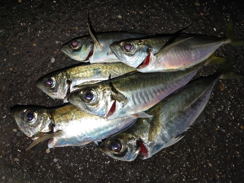 アジの釣果