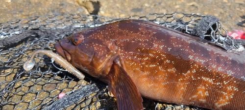 アイナメの釣果