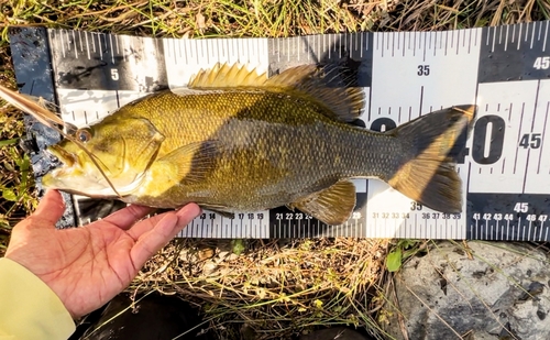 スモールマウスバスの釣果