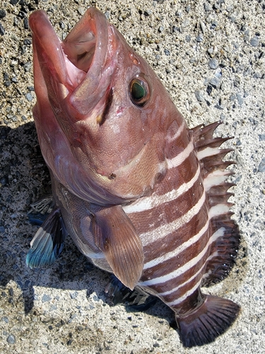 アイナメの釣果