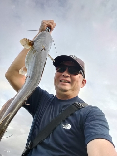 ナマズの釣果