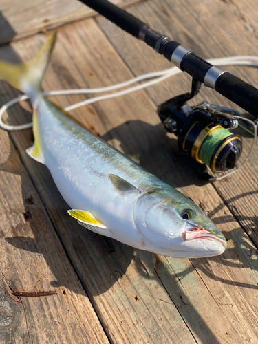 ヤズの釣果