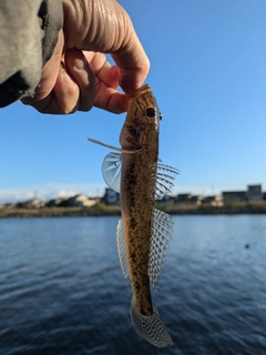 マハゼの釣果