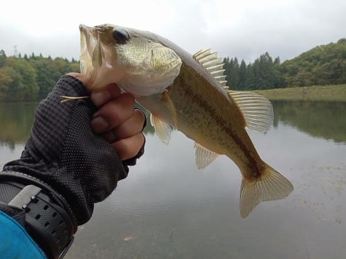 ラージマウスバスの釣果