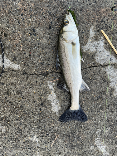 スズキの釣果