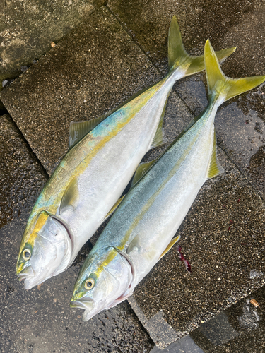 ハマチの釣果