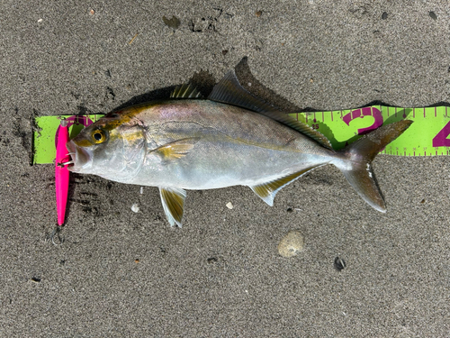 ショゴの釣果