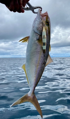 ショゴの釣果