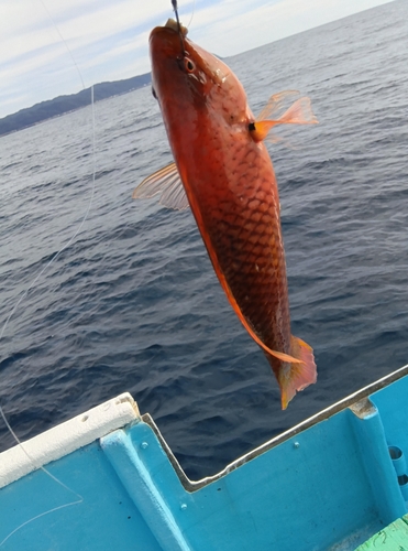 アカササノハベラの釣果